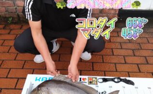 錦江湾 にて コロダイ・真鯛の釣果！！フィッシング都城