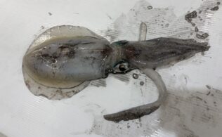 桜島海釣り公園にてアオリイカの釣果！