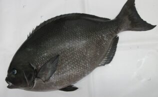 Big サイズ　尾長グレ降臨!!　宮崎店