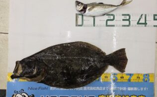 【最新釣果】アジの泳がせ釣りで良型ヒラメ！アジの良型も連発！