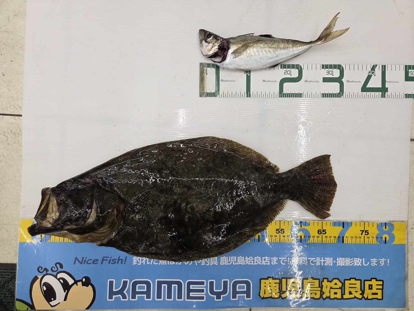 最新釣果】アジの泳がせ釣りで良型ヒラメ！アジの良型も連発