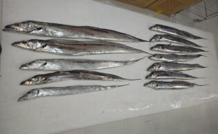 湾奥太刀魚釣果頂きました！鹿児島城南店