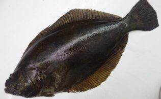 鹿児島　鮃 釣果！