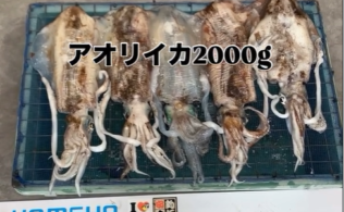 エギング釣果　キロ越えアオリイカ　5ハイ　爆誕　フィッシング都城