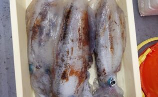 大型アオリ3連発!!　ナイス釣果のお持ち込みでです♪　延岡店
