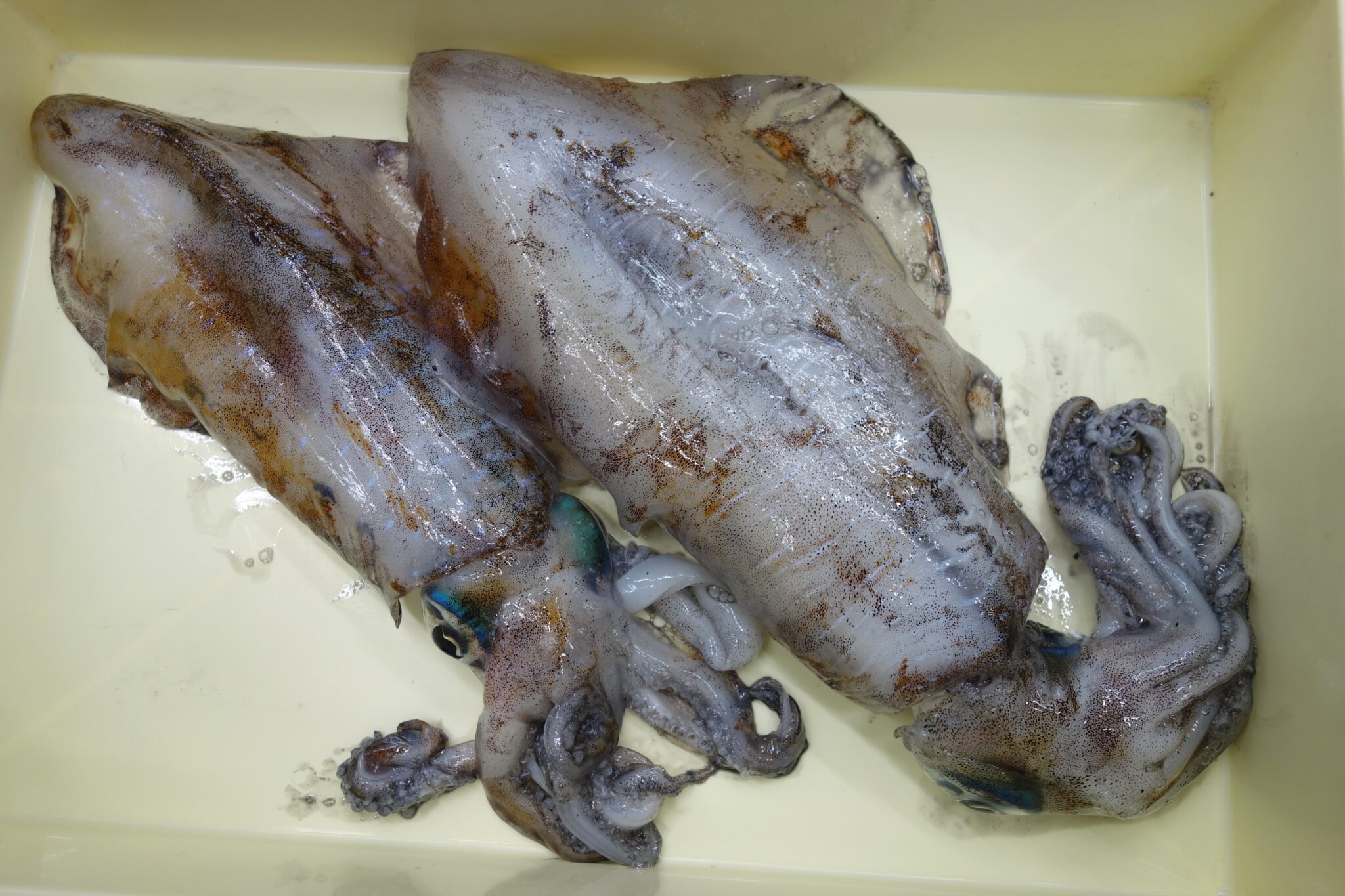 2026年5月12日 アオリイカ 島野浦 | かめや釣具