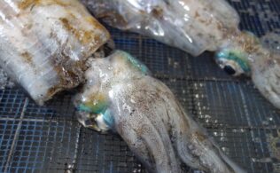 アオリイカ　まだまだ！！！　釣れています　フィッシング都城