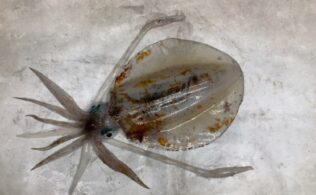 志布志アオリイカ 釣れています