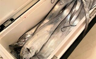 【釣果情報】太刀魚釣れてます！加治木港より出船の大吉丸でのスタッフ釣果です！！かめや釣具鹿児島姶良店