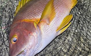 鹿児島シブダイ釣果情報！