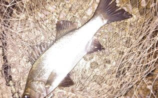 近隣河川セイゴ釣果！鹿児島城南店