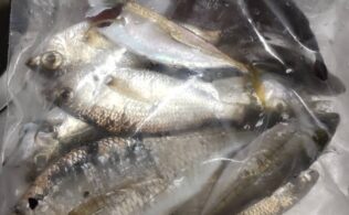福山港にて豆アジの釣果！！都城店