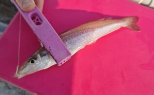 江口方面でのキス釣果！鹿児島城南店