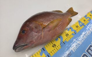 シブダイ釣果のお持ち込み！　鹿児島姶良店