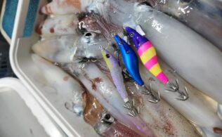 【枕崎沖アカイカ釣果】半夜便で1人10杯前後！青系ドロッパーが好反応