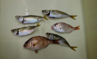 暑さに負けない元気な子!!　キッズチャレンジのお持ち込みです♪　延岡店