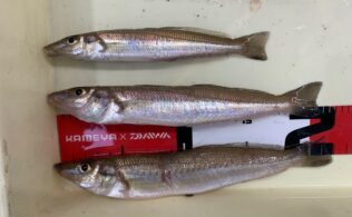 志布志 柏原海岸 キス釣果
