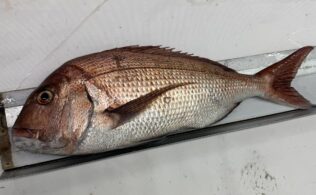 真鯛のお持ち込みいただきました！