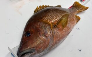 南薩方面でシブダイの釣果！！鹿児島谷山店