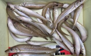 キス釣り好調！フィッシングチャレンジ釣果！