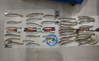 江口浜方面にて良型キス釣果頂きました！鹿児島城南店