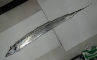 湾奥太刀魚釣果お持ち込み頂きました！鹿児島城南店