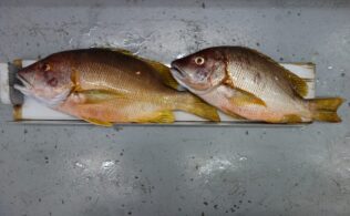 またまたシブダイ!?　今シーズン絶好調♪　延岡店