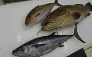 【釣果情報】屋久島沖で超ド級のクエ&カンパチ！　鹿児島姶良店