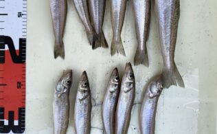 志布志 キスの釣果！！フィッシング都城
