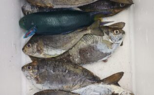 フィッシングチャレンジ釣果！アイゴ