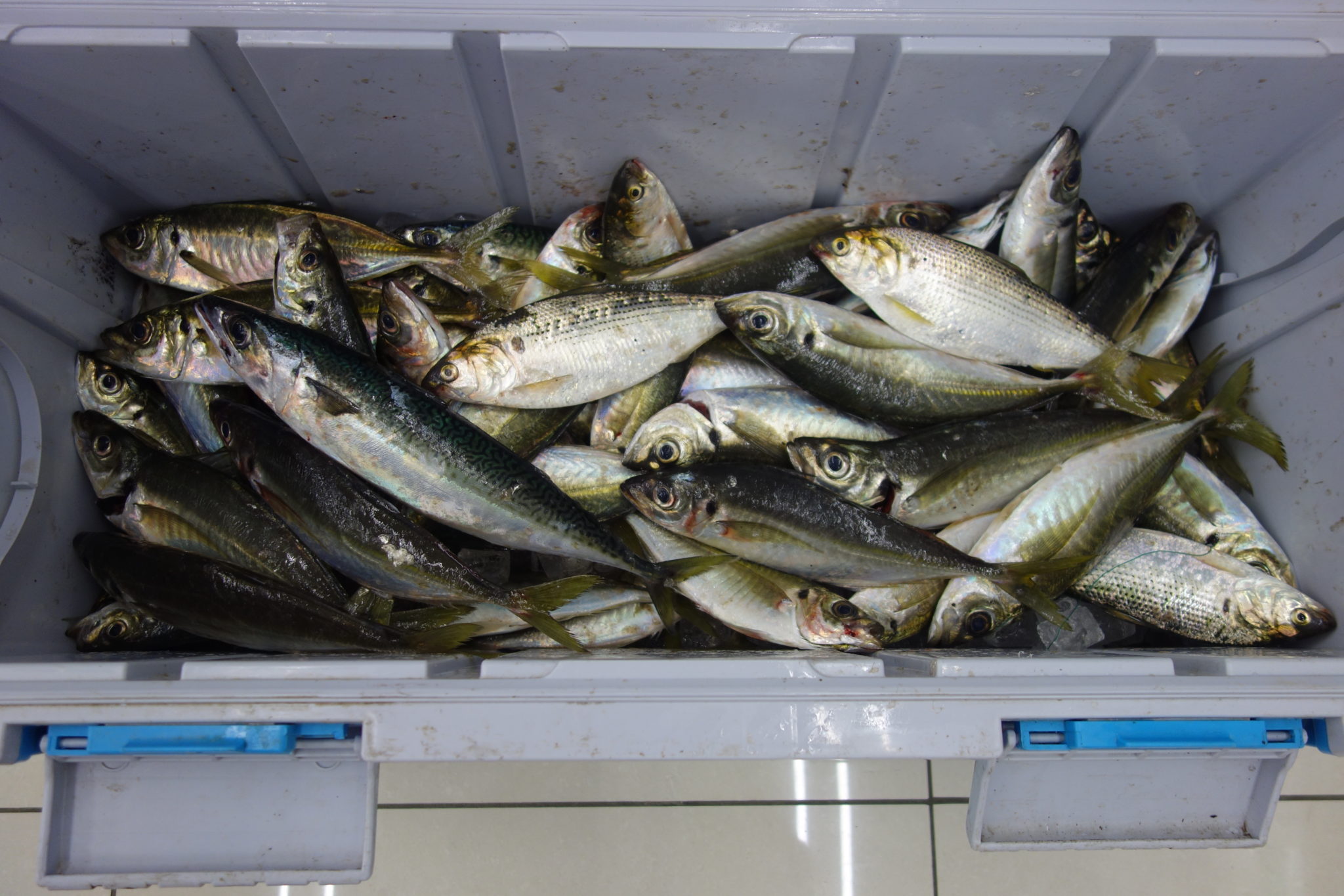 アジ釣れてます かめや釣具 アジ釣れてます かめや釣具
