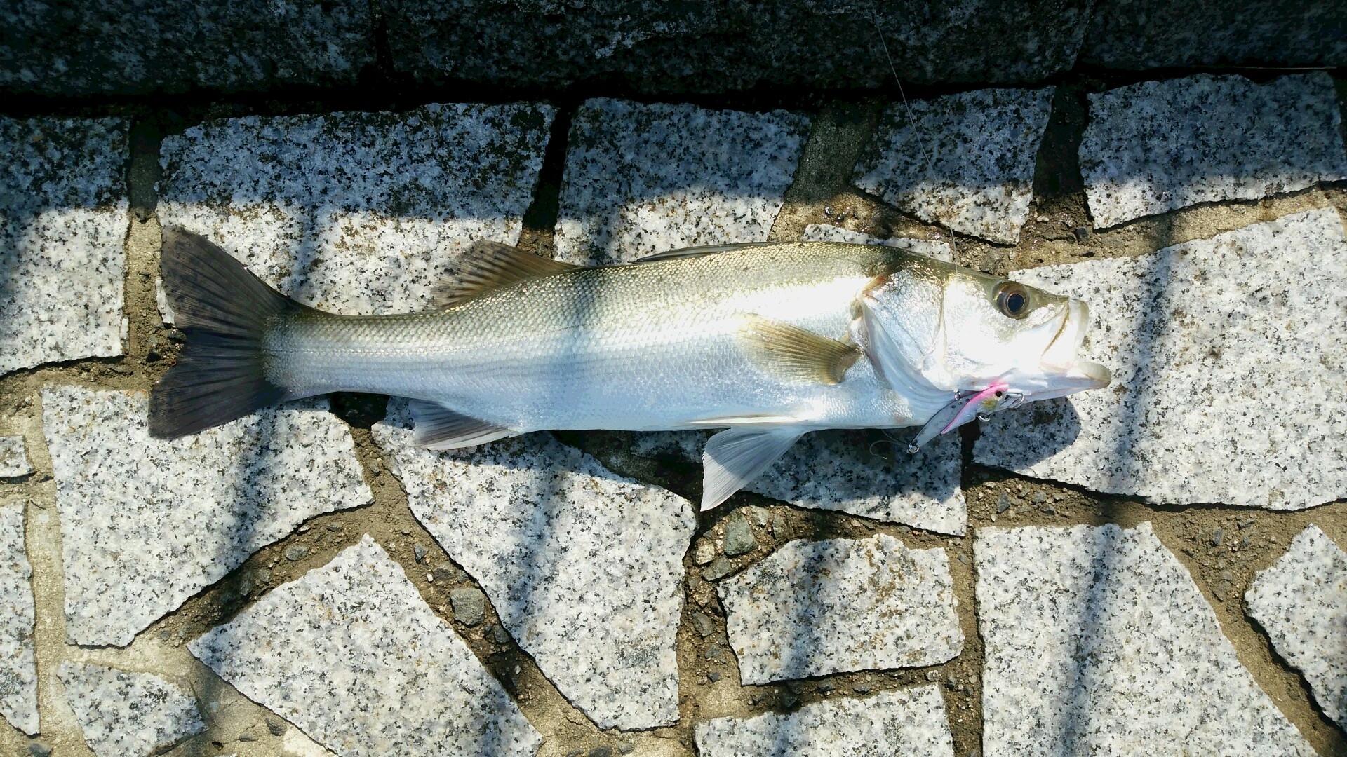 朝シーバスin宍道湖 O かめや釣具