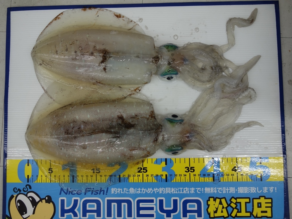アオリ祭り O かめや釣具 アオリ祭り O かめや釣具