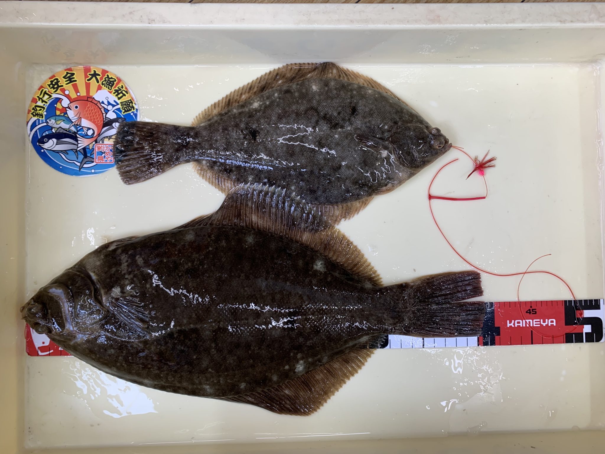 今年も釣れ始めました かめや釣具