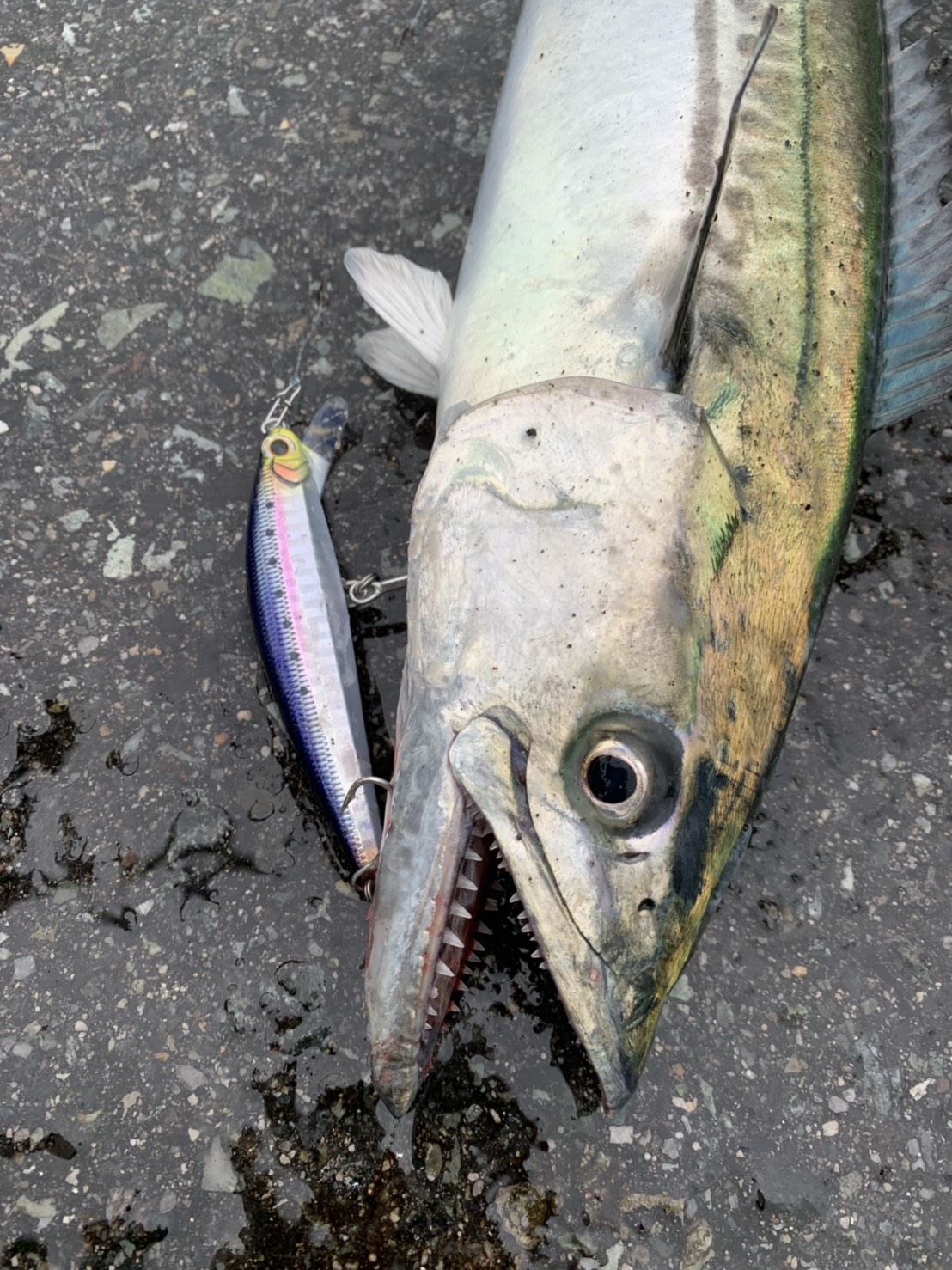 サゴシがキタッ かめや釣具