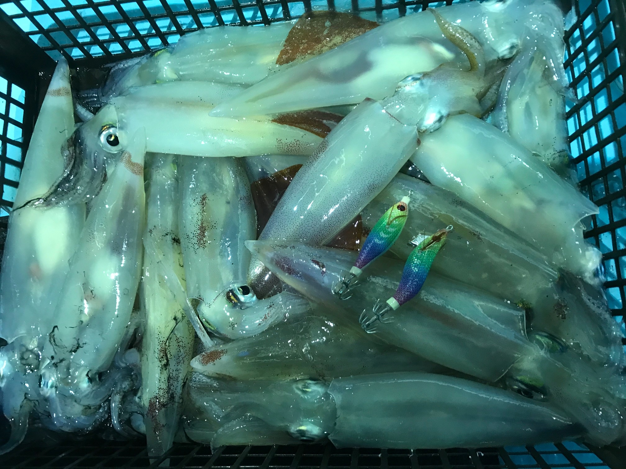 3ケタ釣るシロイカとラフに釣るキジハタ2本立て 米子店 かめや釣具