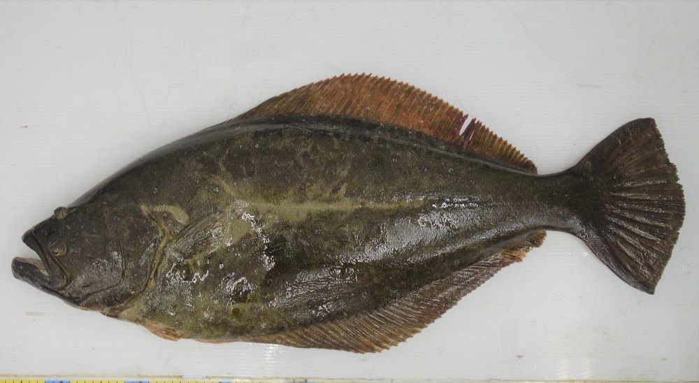 2021.5.12 出雲のサーフ ヒラメ 83.6cm 6.1kg！ | かめや釣具