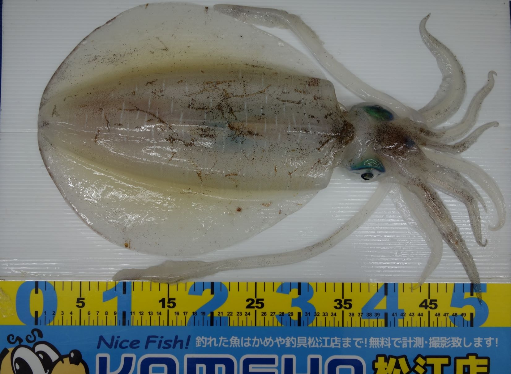 21 5 4 島根半島 アオリイカ 1 7kg かめや釣具