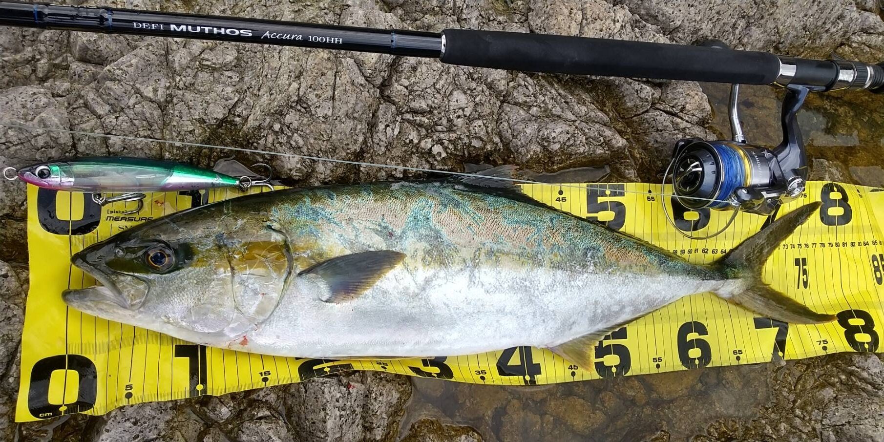 地磯からヒラマサ | かめや釣具