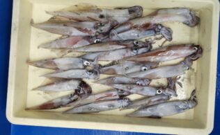 ヤリイカ好調継続中！！