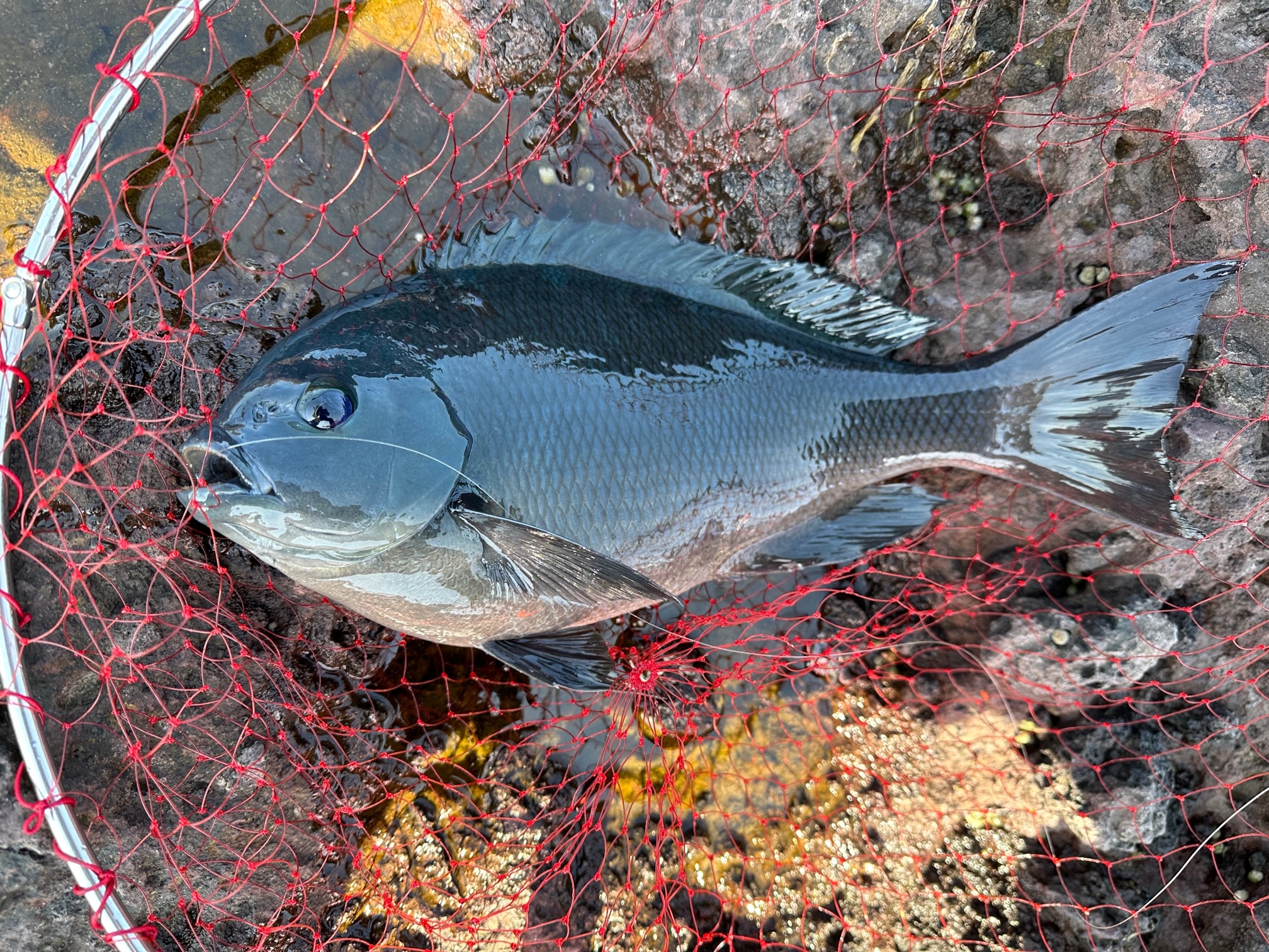 隠岐の島釣行② | かめや釣具