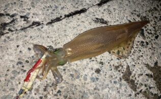 ヤリイカまだまだイケます！！