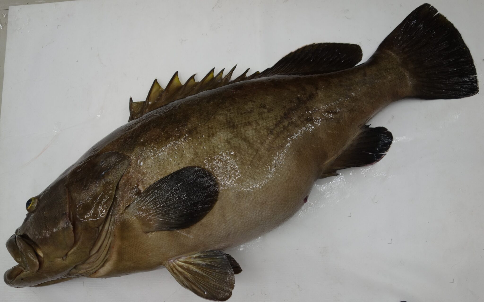 浜田沖 クエ 28kg | かめや釣具