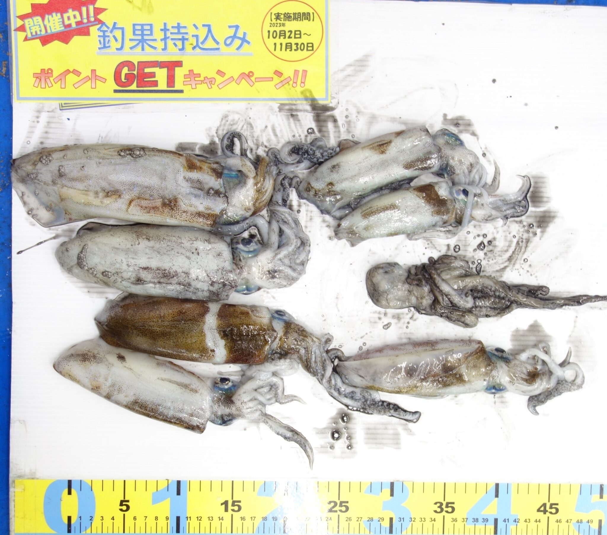 2023.10.15 平田方面 アオリイカ | かめや釣具
