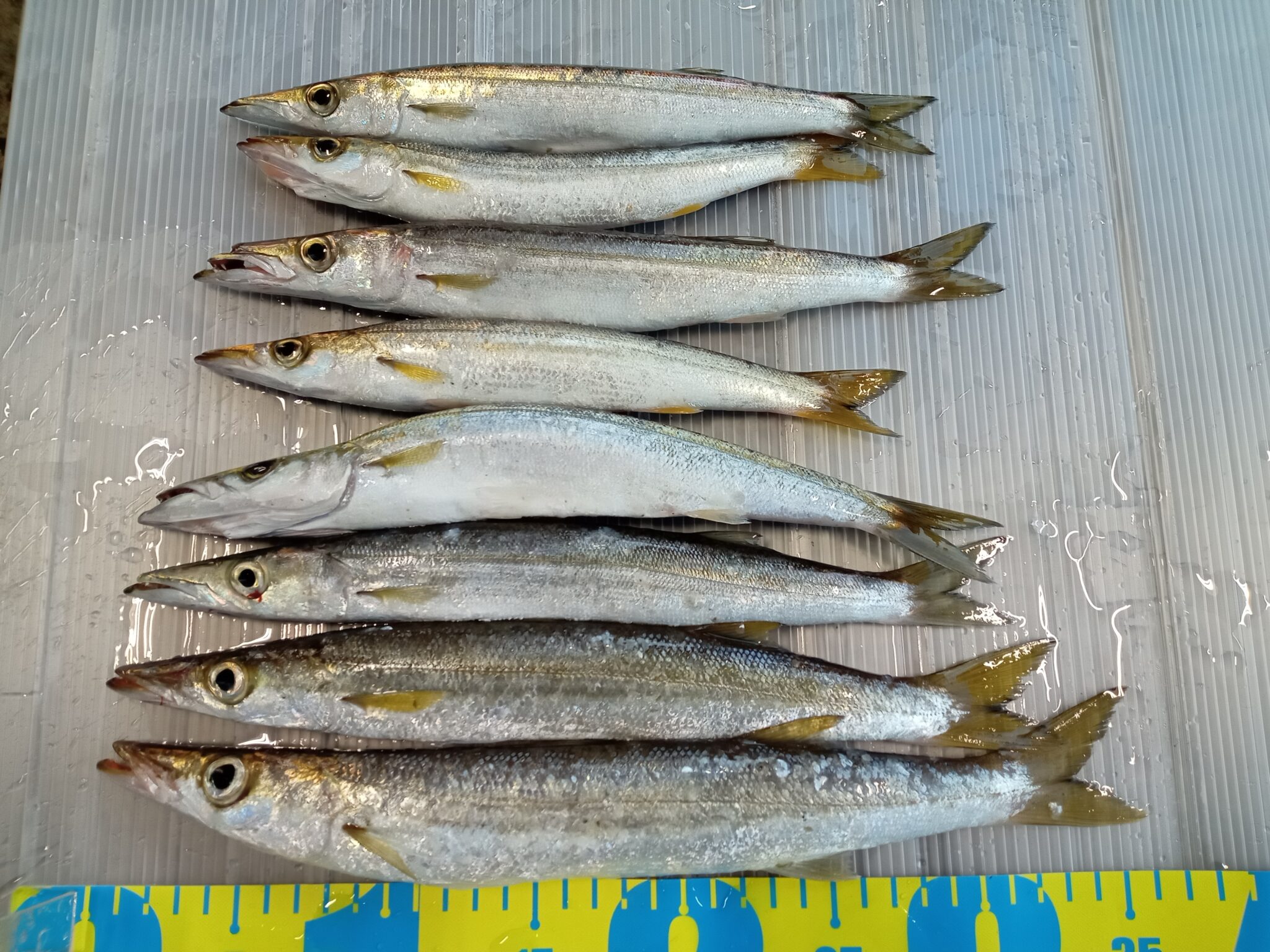 カマス 8匹 | かめや釣具