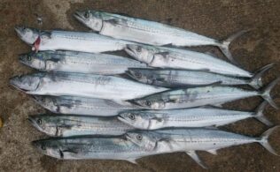 サゴシ・サワラ　釣れてます♪