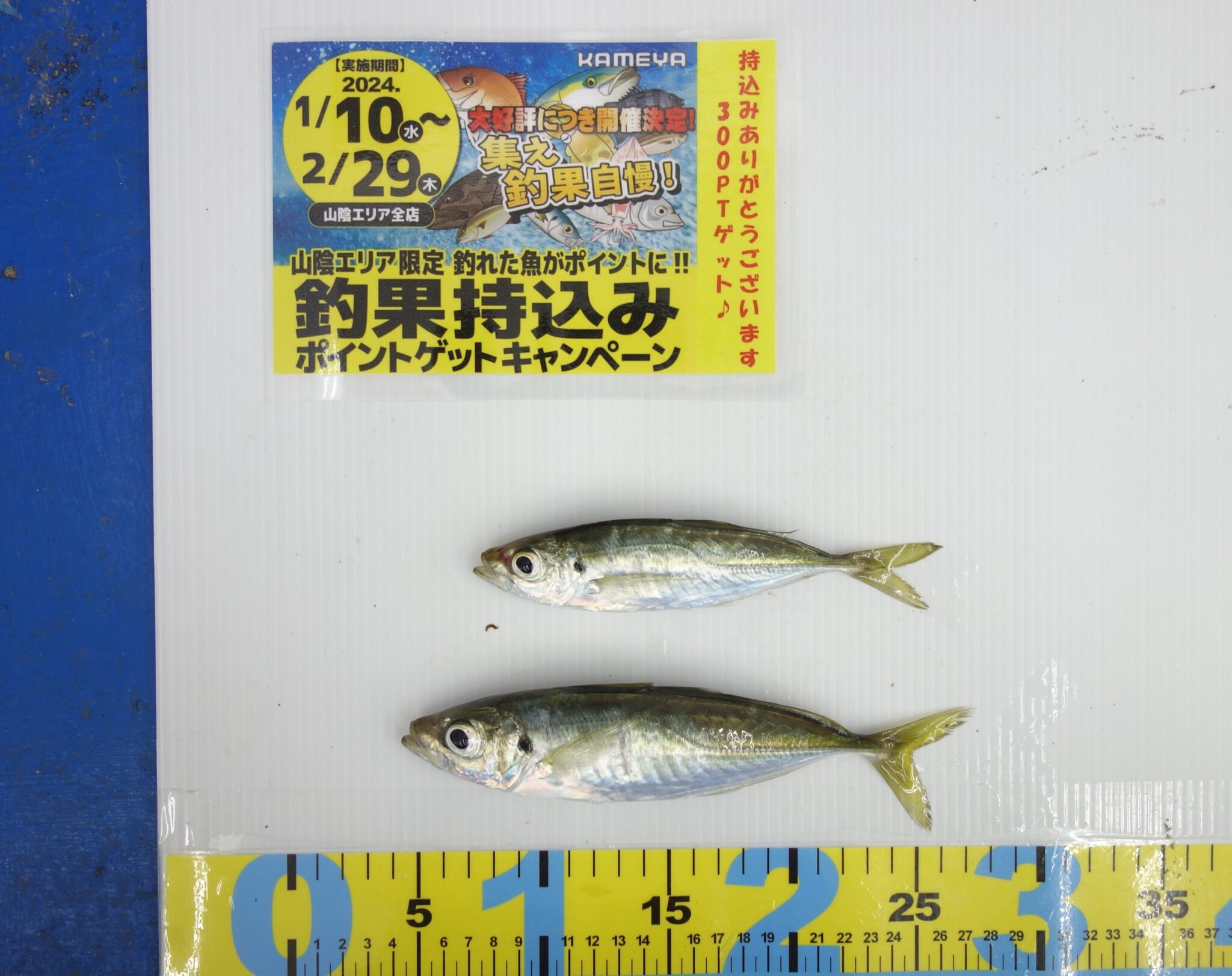 2024.1.16 アジ | かめや釣具