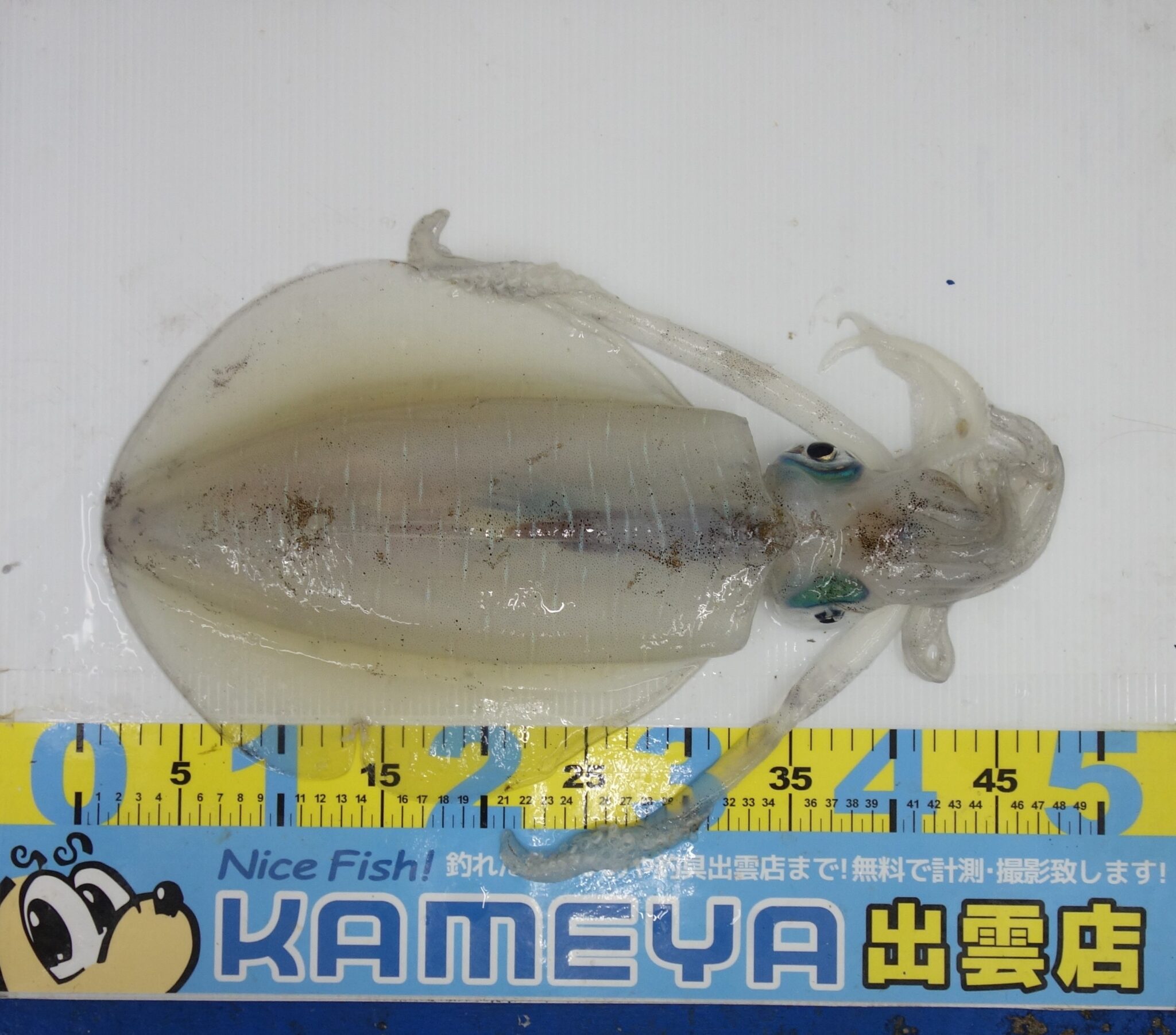 2024.4.15 大社地磯 アオリイカ | かめや釣具