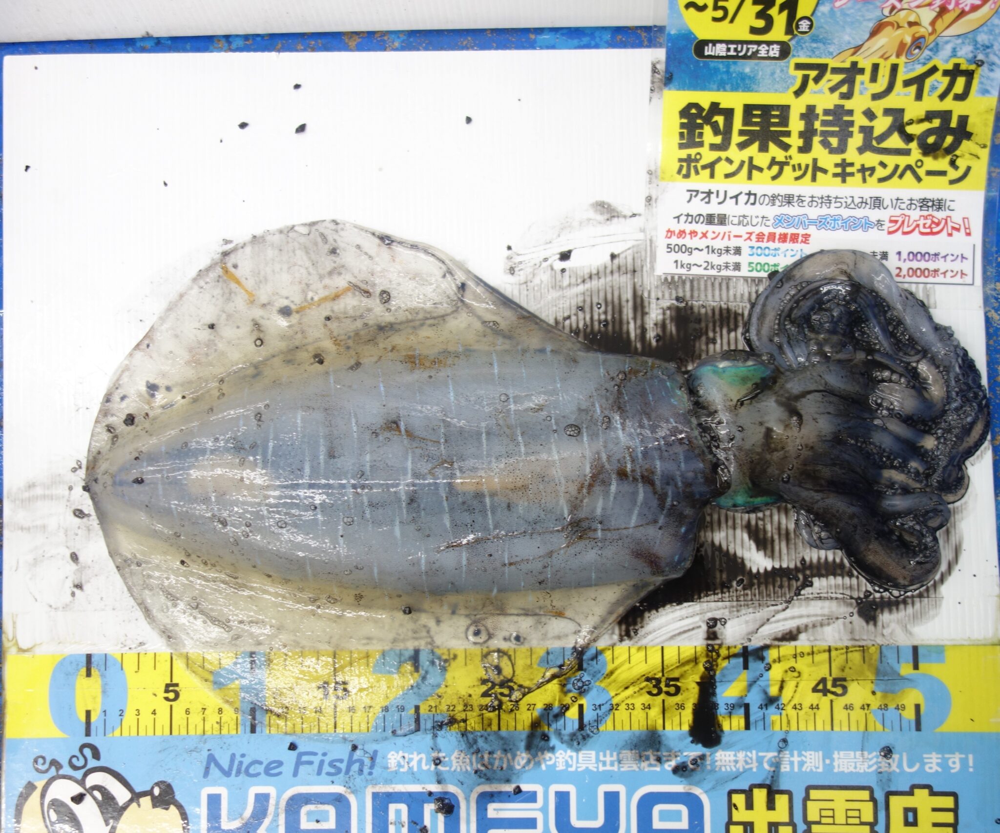 2024.4.22 平田 アオリイカ | かめや釣具