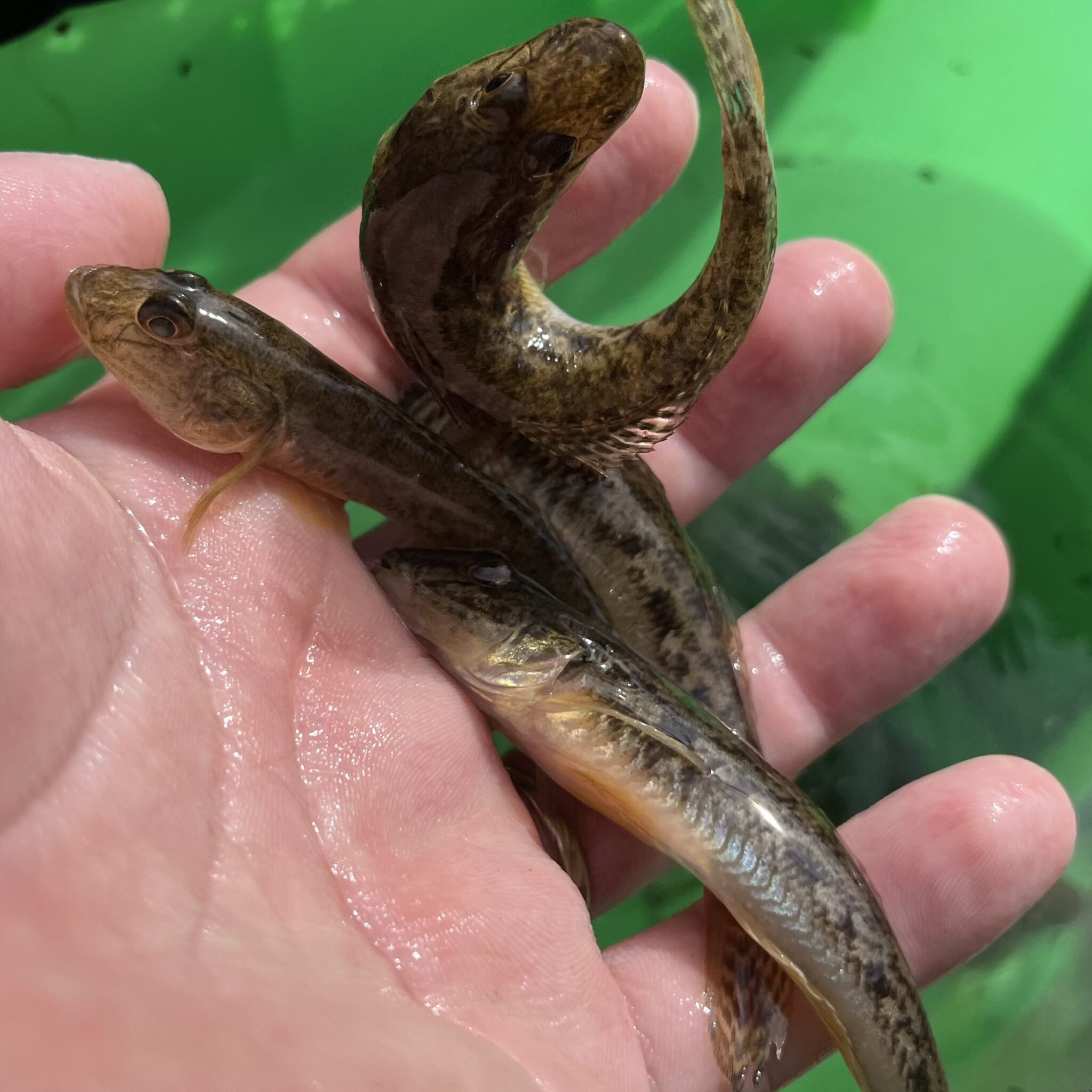 ハゼとイカを食べました。 | かめや釣具